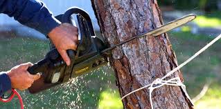 Best Tree Cabling and Bracing  in Gerber, CA